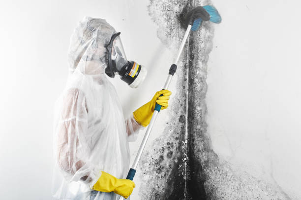 Best Real Estate Mold Inspection  in Wilsonville, AL