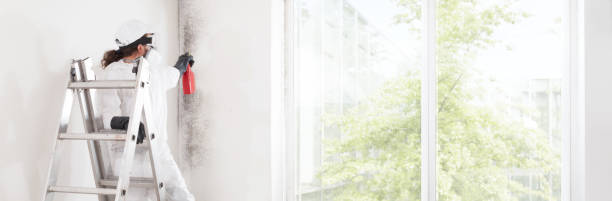 Best Mold Documentation for Insurance Claims  in Wilsonville, AL